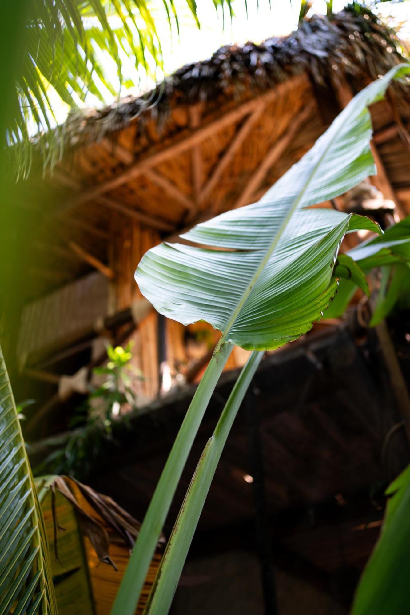 Sirenas Caribbean Rooms Holbox Exteriör bild